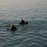 Swimming With Sharks.  Lake Michigan, Chicago, IL