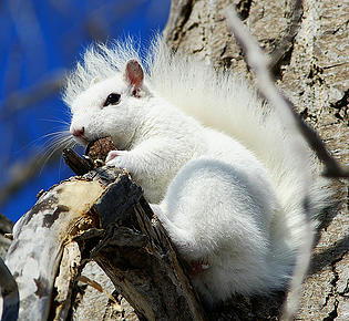 albino squirrel