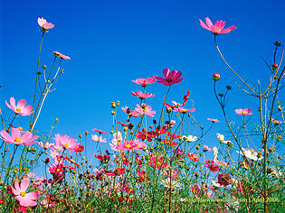 cosmos