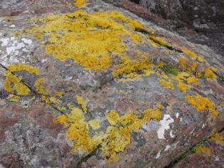 gold moss