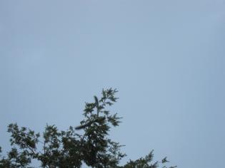 wild parrot