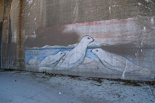seals