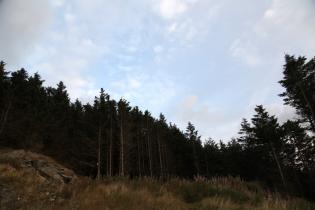 trees near the treehouse